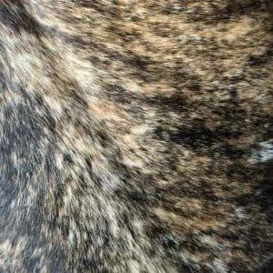 Brindle Dark Tan Cowhide